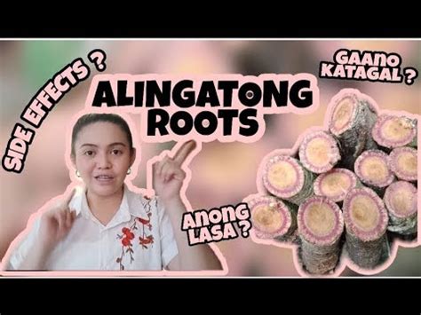 alingatong in ilocano|v69. Important details when taking ALINGATONG.